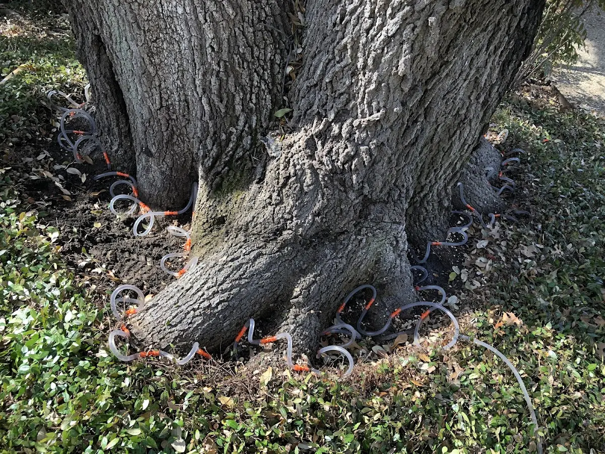 Detailed Tree Cabling and Bracing job site in Ogema